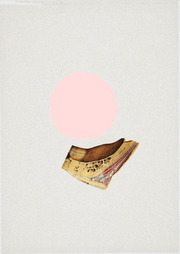 Collage consisting of bony parts from an ear and a pink circle