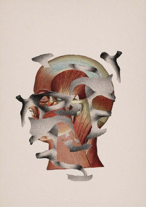 Abstract collage consisting of parts from old anatomical illustrations